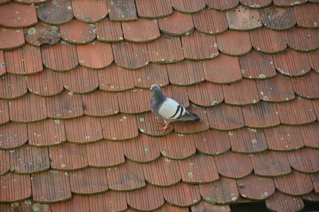 A pigeon sitting on a roof of a building